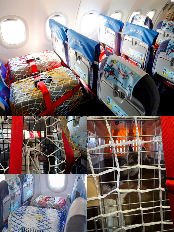 宠物空运公司