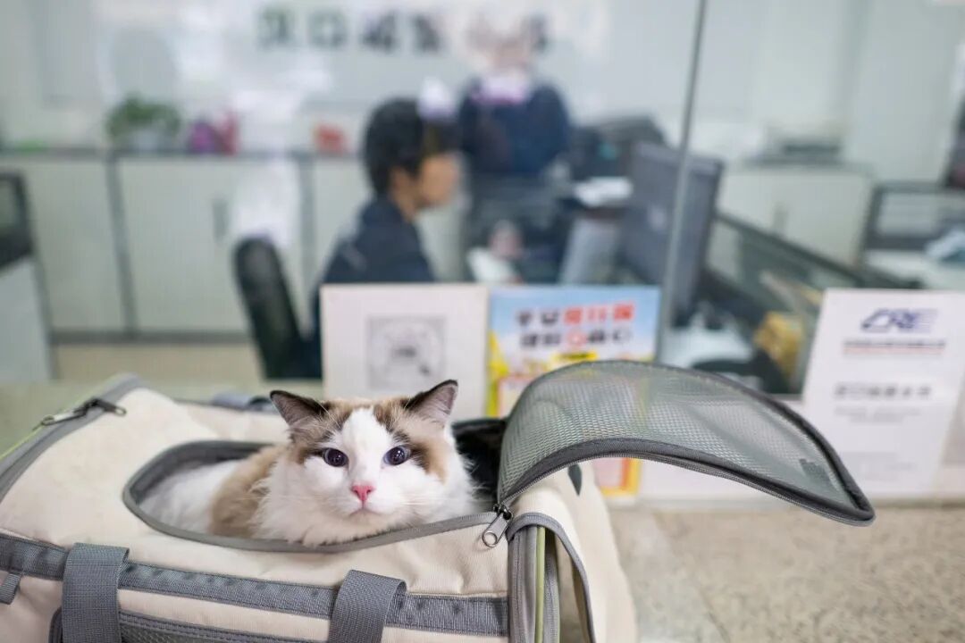 正规的宠物托运公司