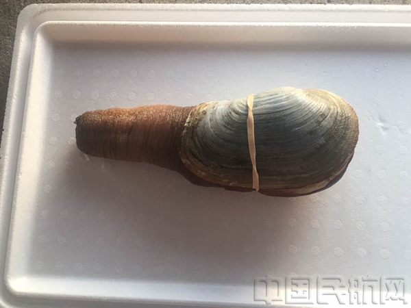 空运海鲜价格表