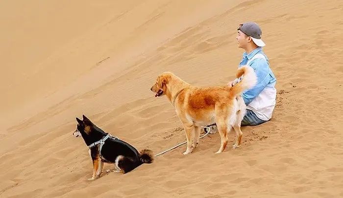 机场宠物托运怎么收费