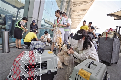 宠物快递全国托运